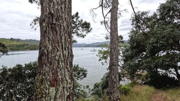 Image shows the view from the dirt walking track above Smokehouse Bay. The view overlooks the beautiful blue waters of the anchorage with some pōhutukawa trees overhanging the sloped edge.