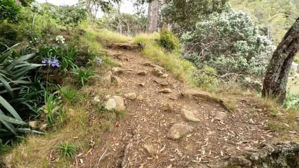 Image shows a dirt walking tract, approximately 0.5 meters wide, with emerged rocks and roots within it. Grass is on the edges of the walking track.